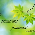 O primăvară frumoasă!